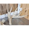 Image 3 : Main Frame 5x5 Whitetail Shed Antlers