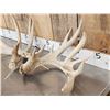 Image 4 : Main Frame 5x5 Whitetail Shed Antlers