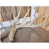 Image 5 : Main Frame 5x5 Whitetail Shed Antlers