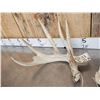 Image 6 : Main Frame 5x5 Whitetail Shed Antlers