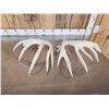 Image 7 : Main Frame 5x5 Whitetail Shed Antlers