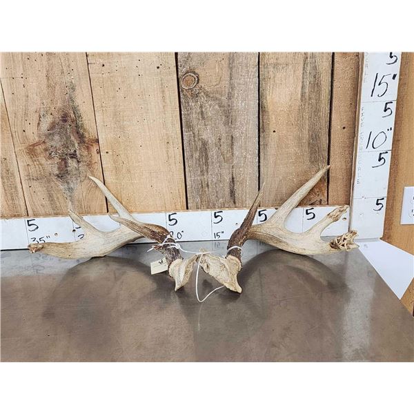 Freak Nontypical 4x4 Whitetail Antlers On Split Skull Plate