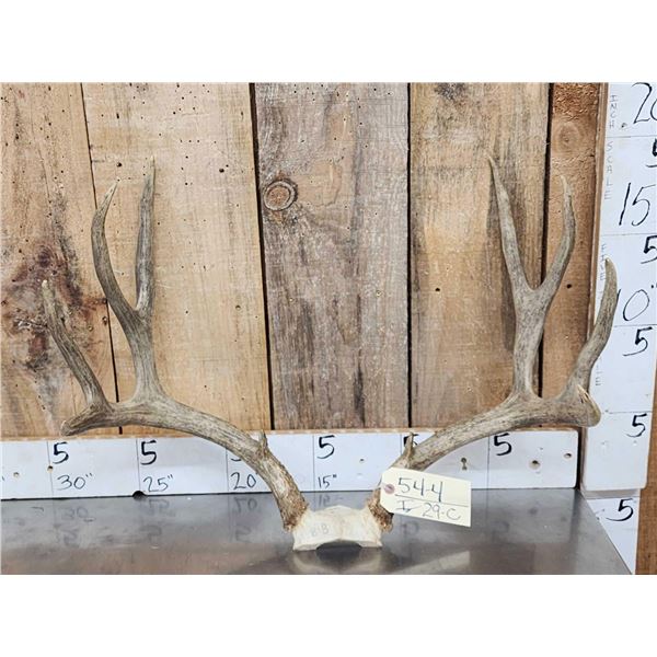 5x5 Mule Deer Antlers On Skull Plate