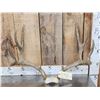 Image 1 : 5x5 Mule Deer Antlers On Skull Plate