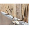 Image 2 : 5x5 Mule Deer Antlers On Skull Plate