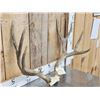 Image 3 : 5x5 Mule Deer Antlers On Skull Plate