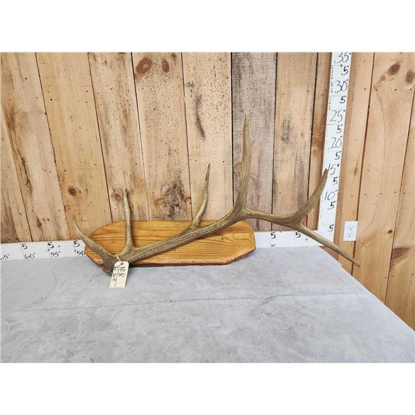6 Point Elk Shed Antler On Plaque