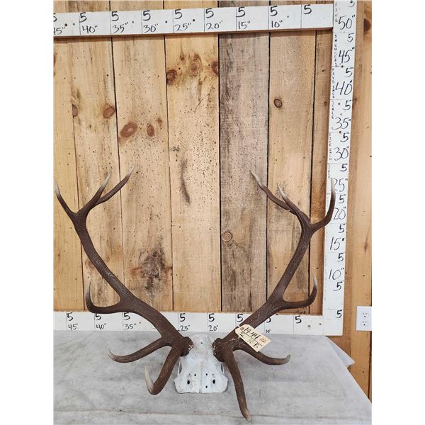 6x6 Red Stag Antlers On Skull Plate