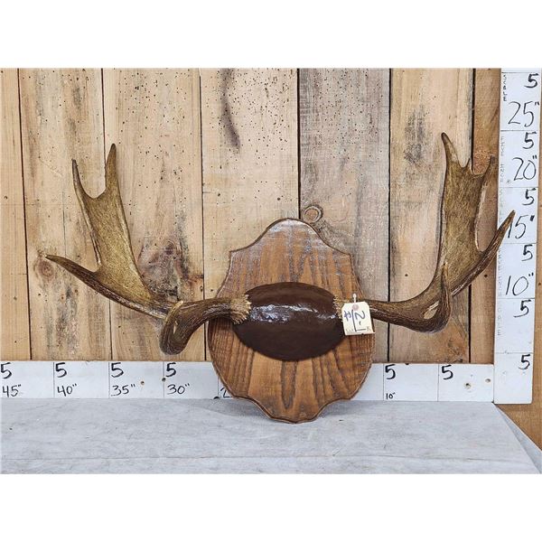 37 1/3" Wide Moose Antlers On Plaque