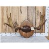 Image 1 : 37 1/3" Wide Moose Antlers On Plaque