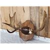 Image 2 : 37 1/3" Wide Moose Antlers On Plaque