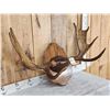 Image 3 : 37 1/3" Wide Moose Antlers On Plaque