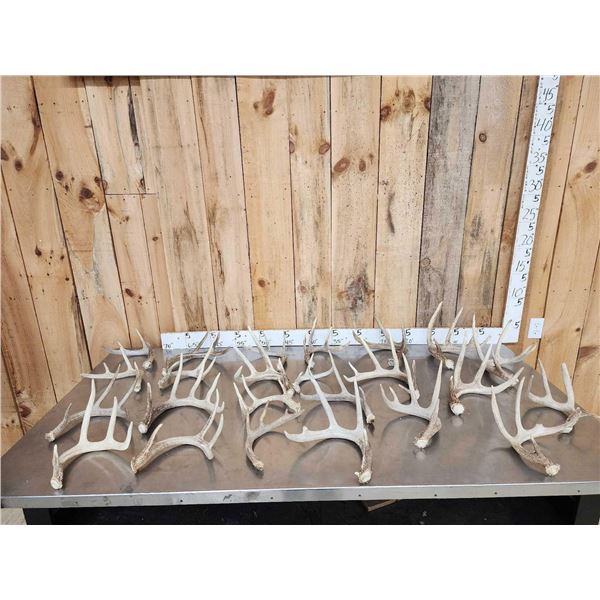 22.6 Lbs Of Whitetail Shed Antlers