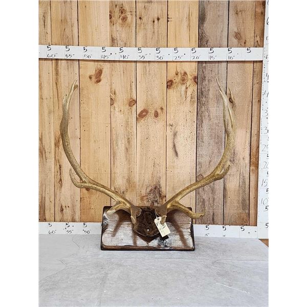 6x6 Elk Antlers On Plaque
