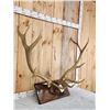 Image 2 : 6x6 Elk Antlers On Plaque