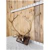 Image 3 : 6x6 Elk Antlers On Plaque