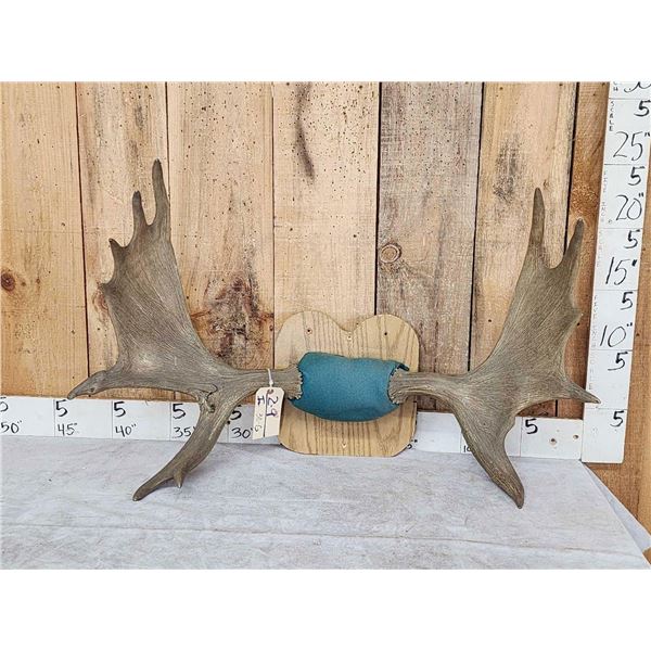 39" Wide Moose Antlers On Plaque