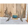 Image 1 : 39" Wide Moose Antlers On Plaque