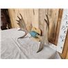 Image 2 : 39" Wide Moose Antlers On Plaque