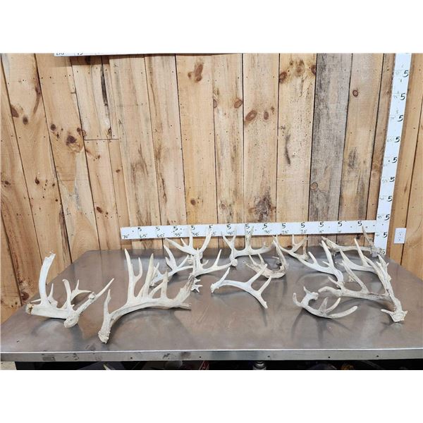 18.5 Lbs Of Whitetail Shed Antlers