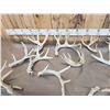 Image 3 : 18.5 Lbs Of Whitetail Shed Antlers