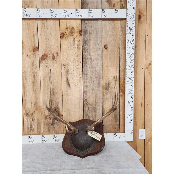 4x5 Elk Antlers On Plaque