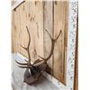 Image 2 : 4x5 Elk Antlers On Plaque