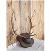 Image 3 : 4x5 Elk Antlers On Plaque