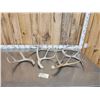 Image 1 : 8.8 Lbs Of Mule Deer Antlers