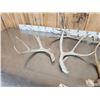 Image 3 : 8.8 Lbs Of Mule Deer Antlers