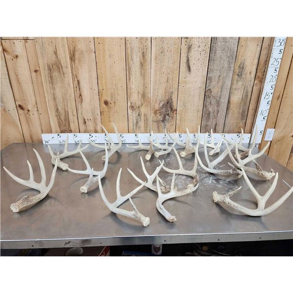 17.1 Lbs Of Whitetail Shed Antlers