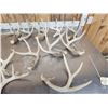 Image 2 : 17.1 Lbs Of Whitetail Shed Antlers