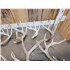 Image 3 : 17.1 Lbs Of Whitetail Shed Antlers