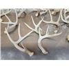 Image 4 : 17.1 Lbs Of Whitetail Shed Antlers