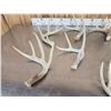 Image 6 : 17.1 Lbs Of Whitetail Shed Antlers