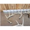 Image 7 : 17.1 Lbs Of Whitetail Shed Antlers