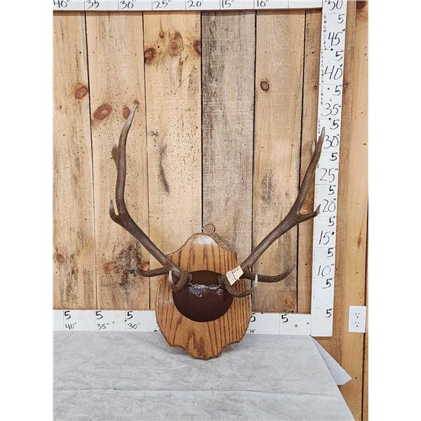 5x5 Elk Antlers On Plaque