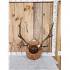 Image 1 : 5x5 Elk Antlers On Plaque