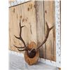 Image 2 : 5x5 Elk Antlers On Plaque
