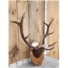 Image 3 : 5x5 Elk Antlers On Plaque