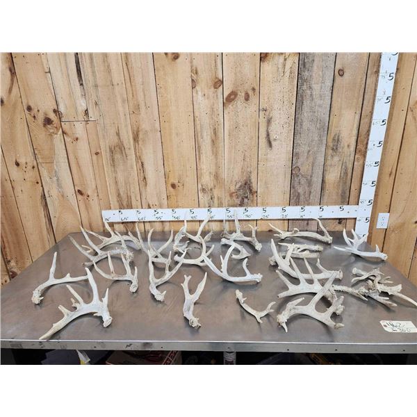 20.1 Lbs Of Whitetail Shed Antlers