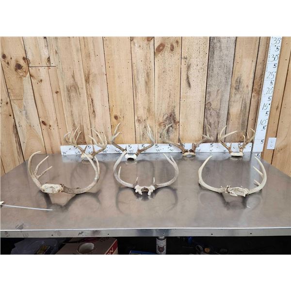 7 Sets Of Whitetail Antlers On Skull Plate