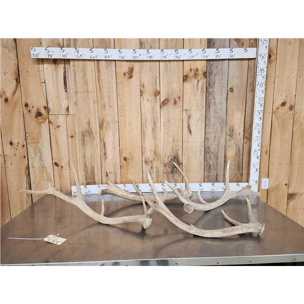 21.7 Lbs Of Elk Shed Antlers