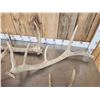 Image 3 : 21.7 Lbs Of Elk Shed Antlers