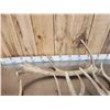 Image 4 : 21.7 Lbs Of Elk Shed Antlers