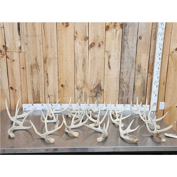 18.8 Lbs Of Whitetail Shed Antlers