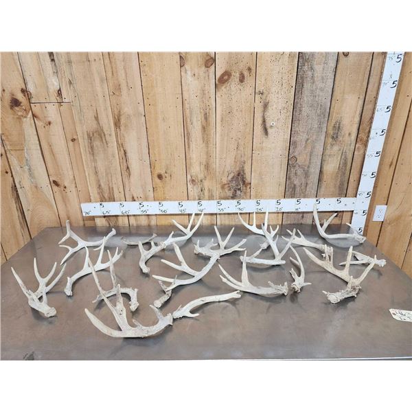 14.2 Lbs Of Whitetail Shed Antlers