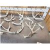 Image 2 : 14.2 Lbs Of Whitetail Shed Antlers
