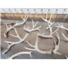 Image 3 : 14.2 Lbs Of Whitetail Shed Antlers