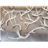Image 4 : 14.2 Lbs Of Whitetail Shed Antlers